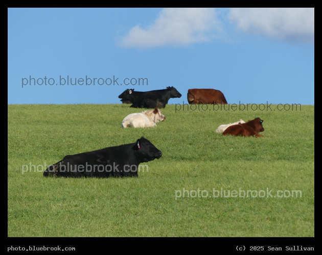 Not Simulated Cows - Corvallis MT