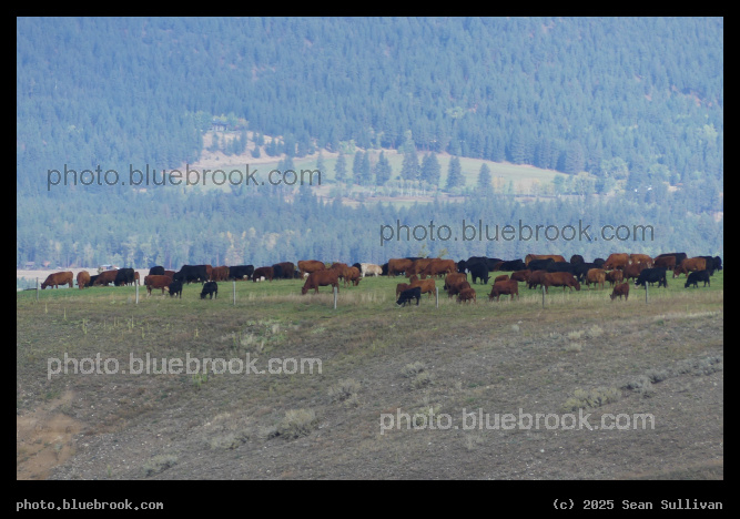 Band of Cows - Corvallis MT