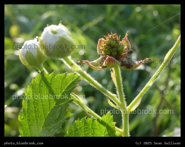 Unripe Berry, Blossoms and Leaves - Corvallis MT