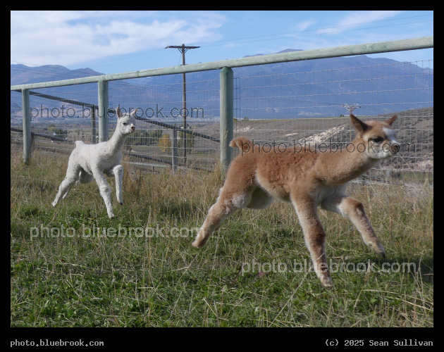 Levitating Alpaca Crias - Corvallis MT