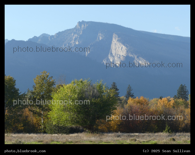 Trees and Other Larger Things - Hamilton MT