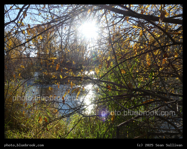 Autumn Morning Sun - Blodgett Park, Hamilton MT