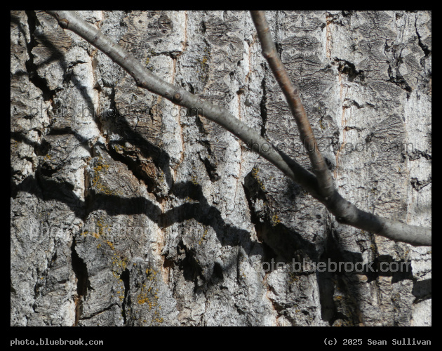 Wood and Shadow - Lee Metcalf National Wildlife Refuge, Stevensville MT
