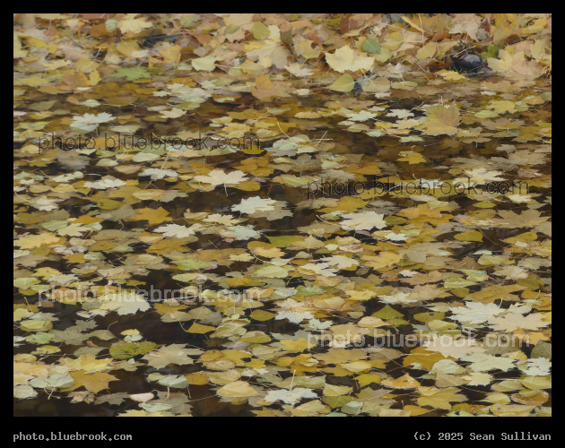 Yellow Leaves in Water - Along the Milwaukee Trail at Clark Fork Natural Park, Missoula MT