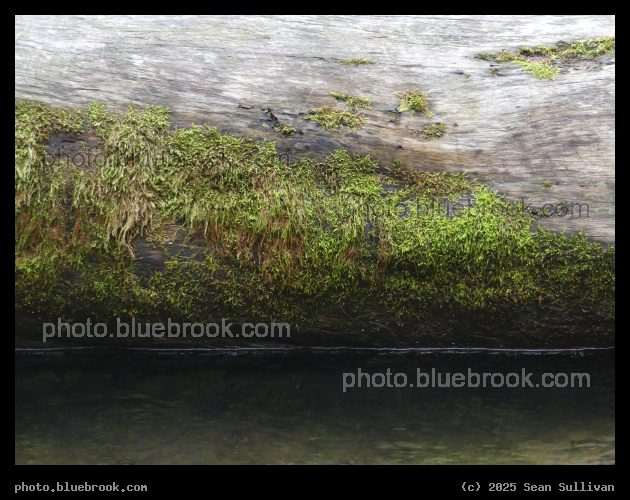Mossy Log by the Water - Blodgett Park, Hamilton MT