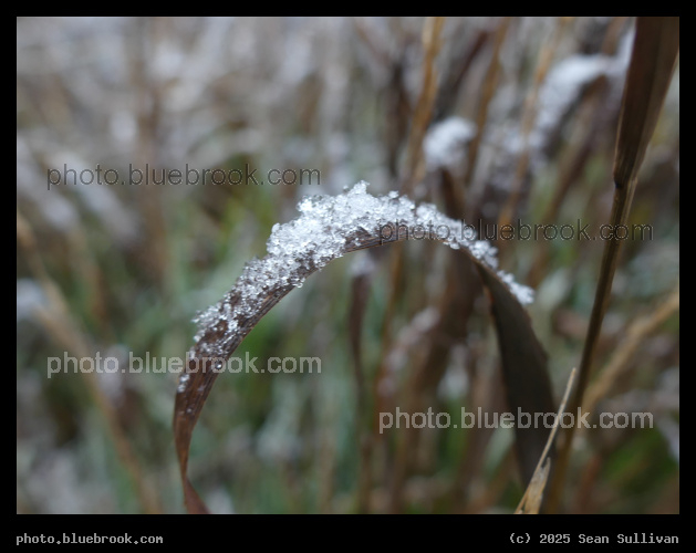 Ice Crystals on a Grass Arch - Corvallis MT