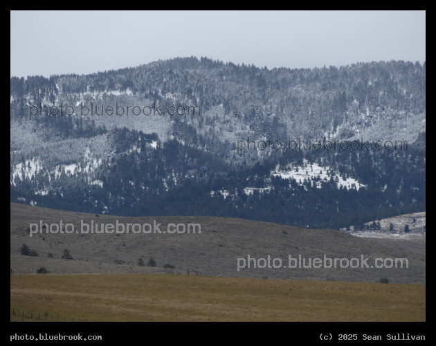 Not Quite Green - Corvallis MT