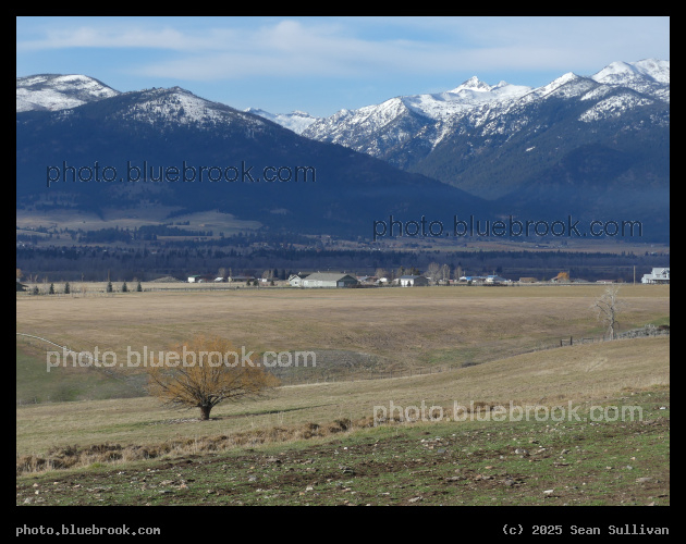 Yellow Tree in December - Corvallis MT