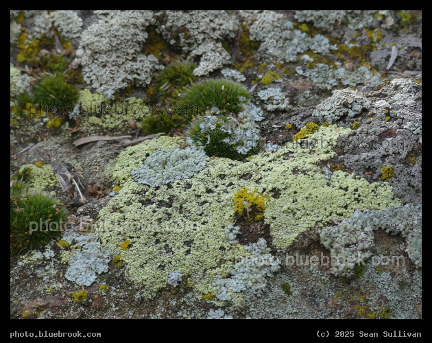 Patch of Tiny Landscape - Corvallis MT