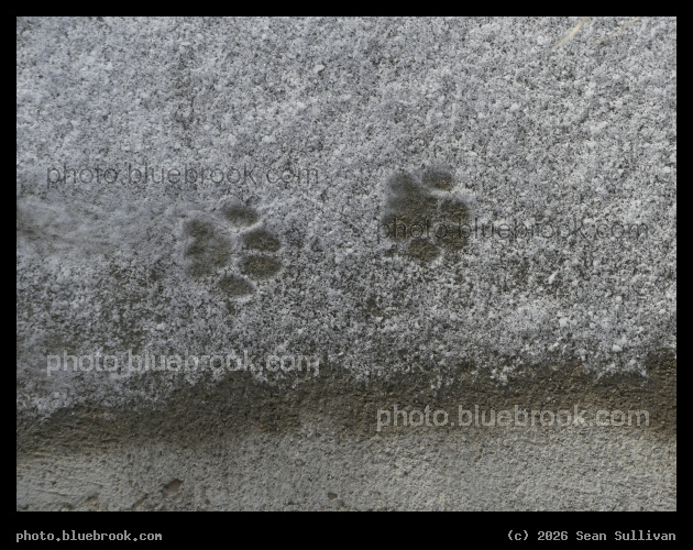 Kitty Was Here - Corvallis MT