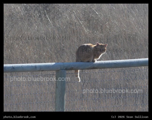 Orange Cat on a Fence - Corvallis MT