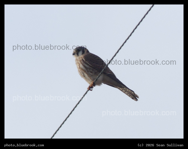 American Kestrel in January - Corvallis MT