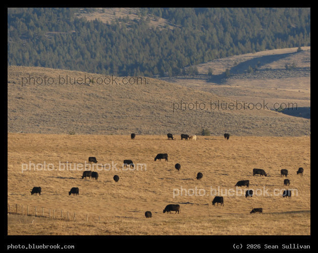 Montana Cattle in January - Corvallis MT