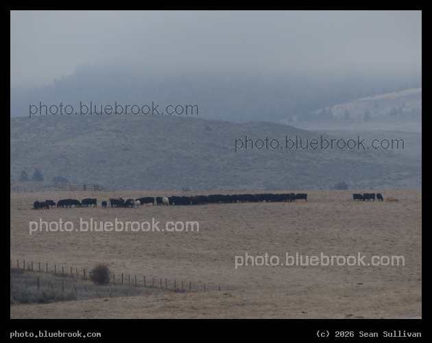 Line of Cows - Corvallis MT