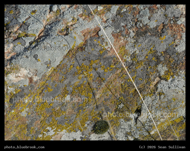 Yellow Dots - Corvallis MT