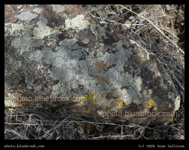 Mottled Shadowed Stone - Corvallis MT