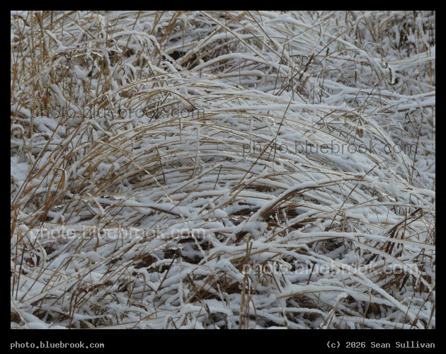 Morning Snow on Bending Grass - Corvallis MT