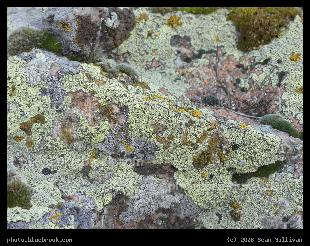 Lichen on a Bending Rock - Corvallis MT