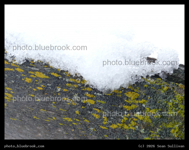 Ice and Yellow Lichen on Wood - Corvallis MT