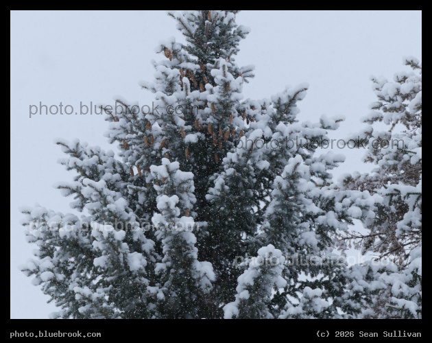 Snowfall and Winter Tree - Corvallis MT