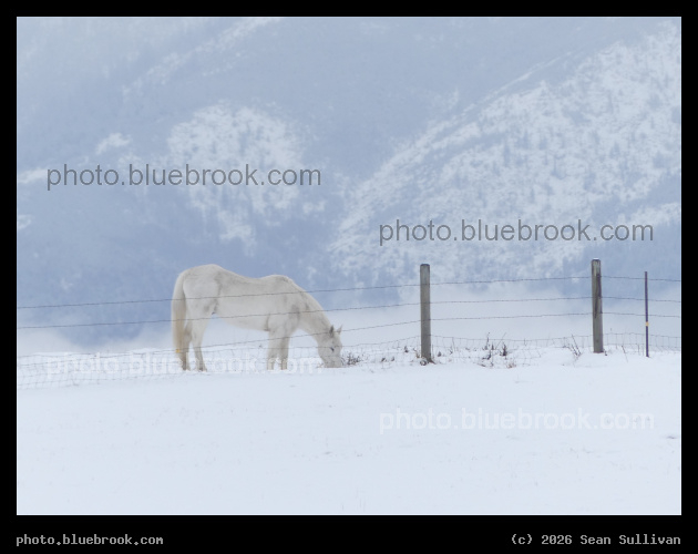 White Horse in Winter - Corvallis MT