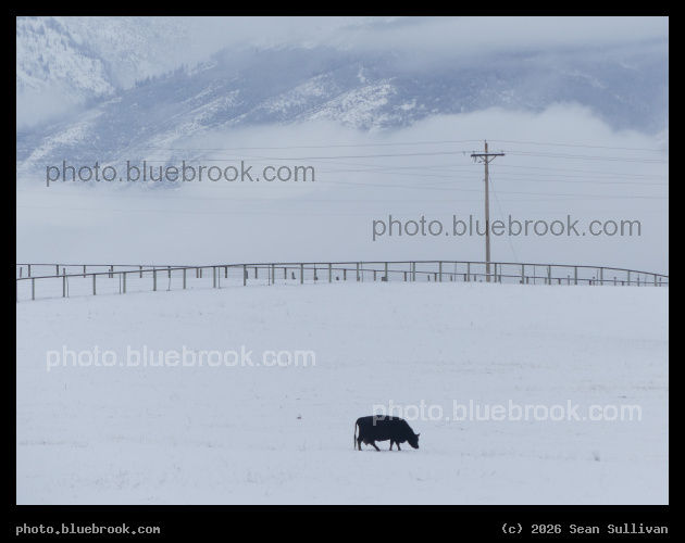 Black Cow in Winter - Corvallis MT