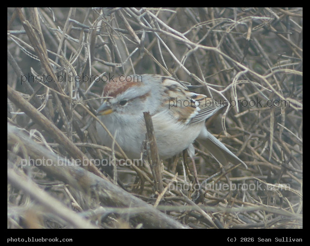 Sparrow in a Tangle - Corvallis MT