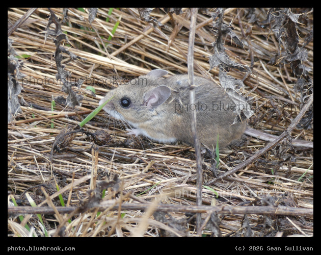 Deer Mouse in Grasses - Corvallis MT