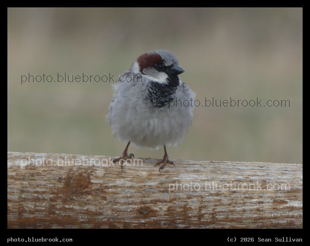 Early Spring Sparrow - Corvallis MT