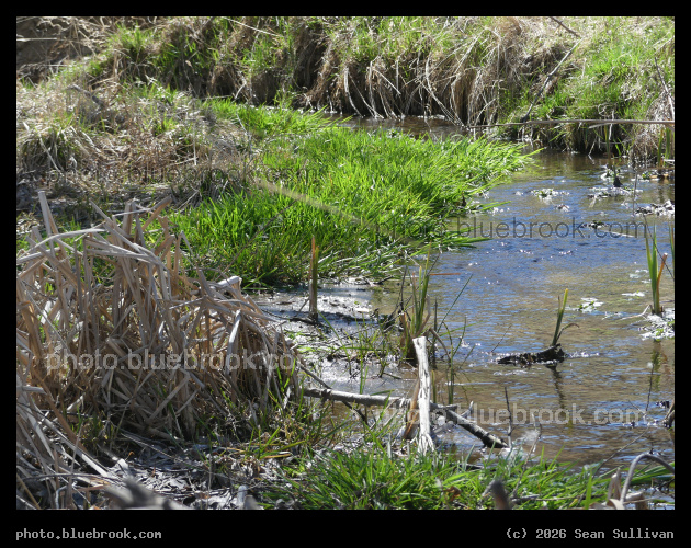 Old Cattails and New Grass - Corvallis MT