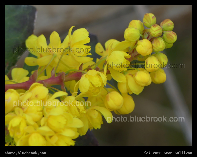 Bright Yellow Spring Flowers - Corvallis MT