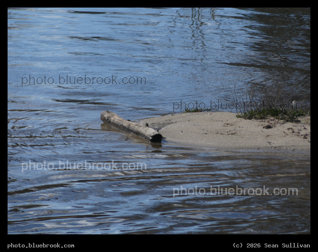 Log at the Waters Edge - Bitterroot River at Victor Crossing, MT