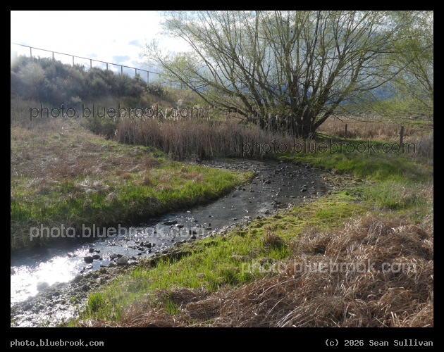 Stream and Willow in April - Corvallis MT