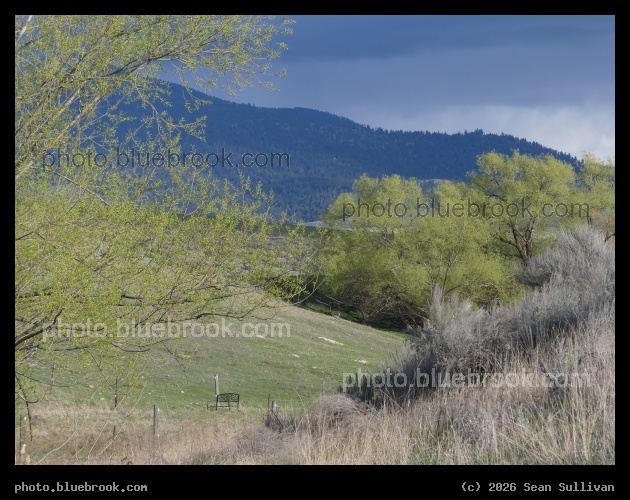 Willows in a Creek Valley - Corvallis MT