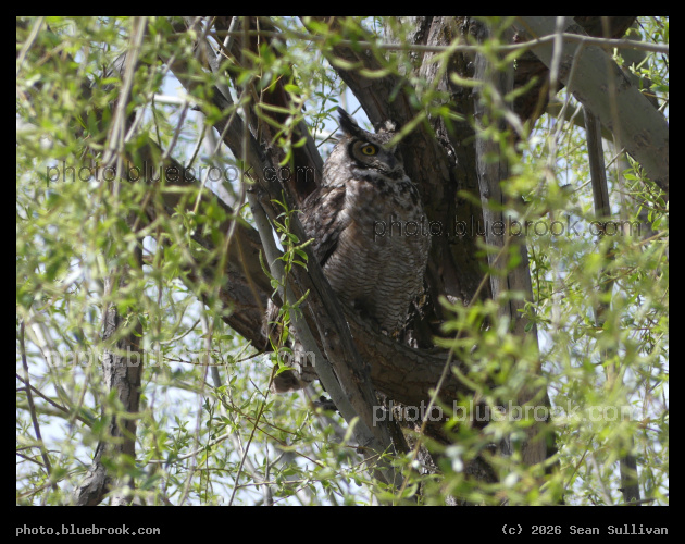 Great Horned Owl in a Willow - Corvallis MT