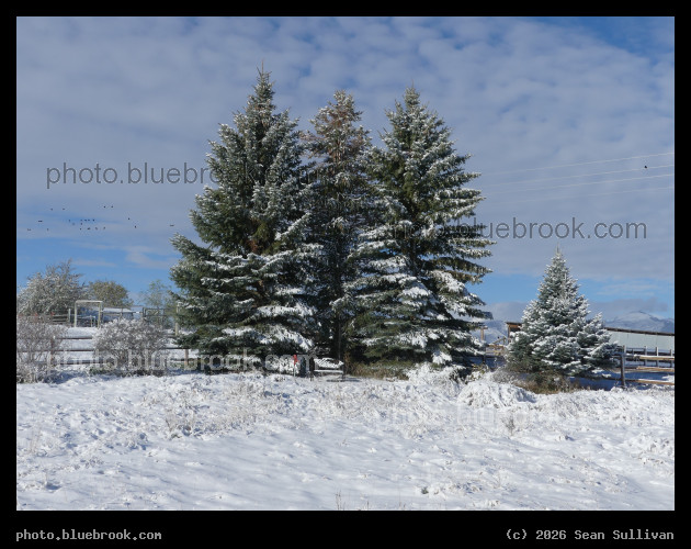 After the Spring Blizzard - Corvallis MT