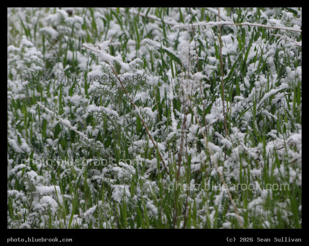 Snow on Spring Growth - Corvallis MT