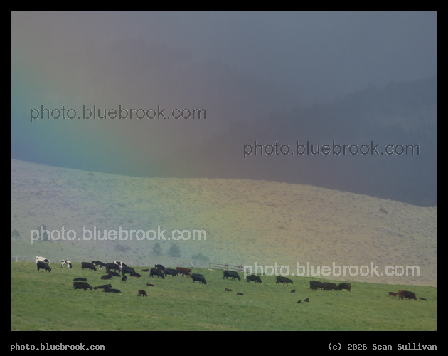 Cows in a Rainbow - Corvallis MT