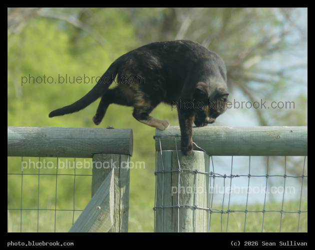 Stalking Cat - Corvallis MT