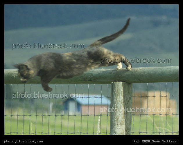 Leaping Cat - Corvallis MT