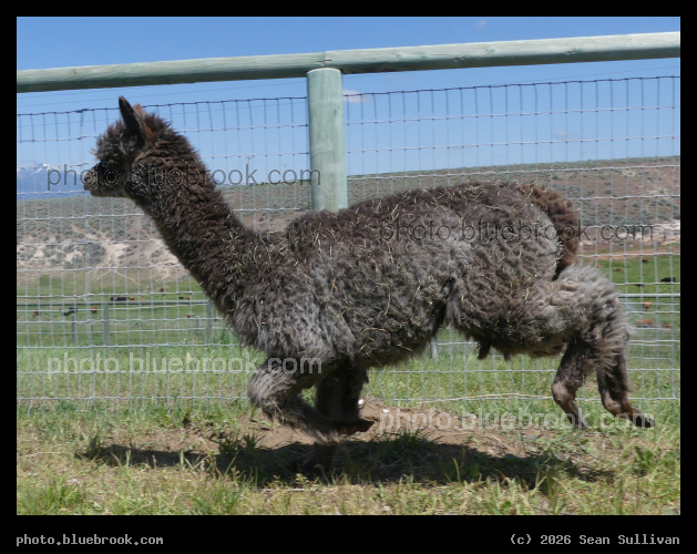 Running Gyroscope - <i>Pasture Candy Gyrosope</i> (alpaca), Corvallis MT