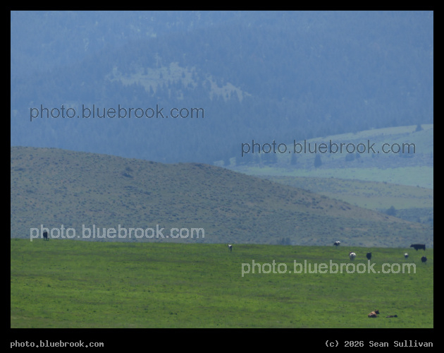 Landscape Wedges - Corvallis MT