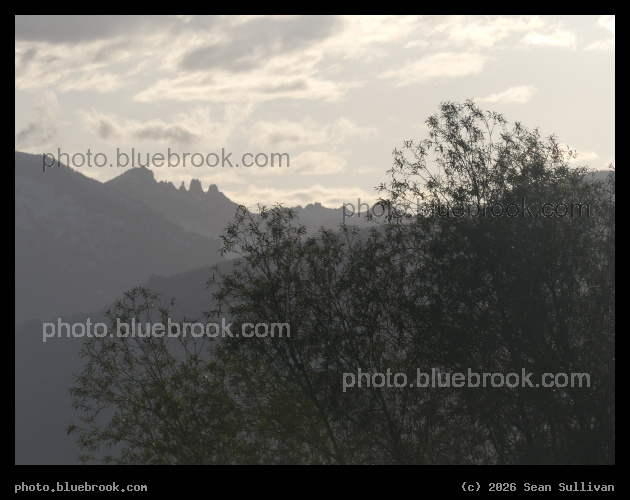 Silhouette of Willow and Mountain - Corvallis MT