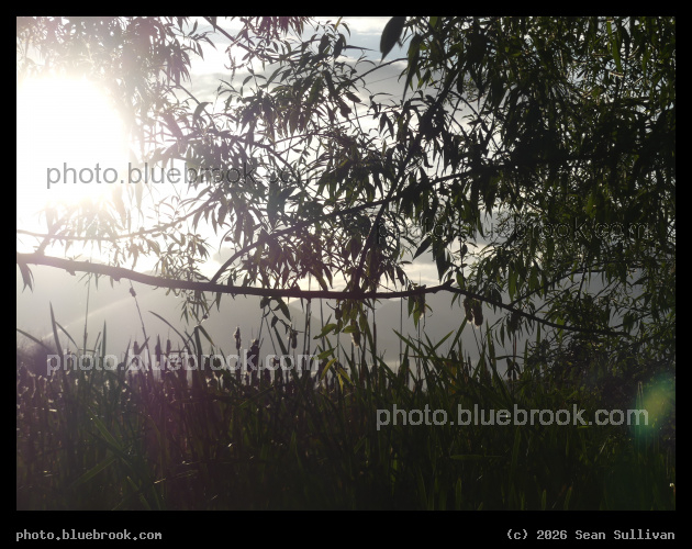Willow Branch with Afternoon Sun - Corvallis MT
