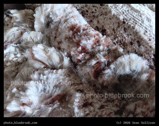 Xylianas Blanket - <i>Pasture Candy Xyliana<i> (alpaca) during shearing, Corvallis MT