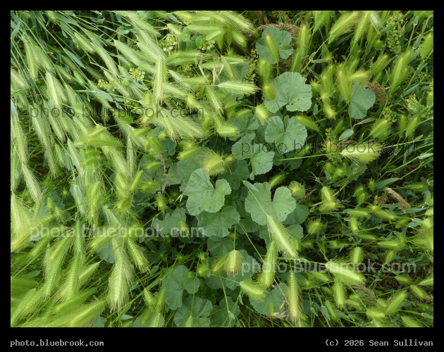 Mallow in the Grass - Corvallis MT