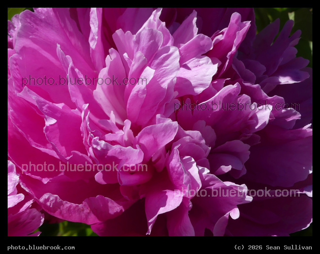 Vibrant Pink - Corvallis MT