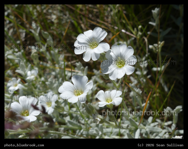White Flower Cluster - Corvallis MT