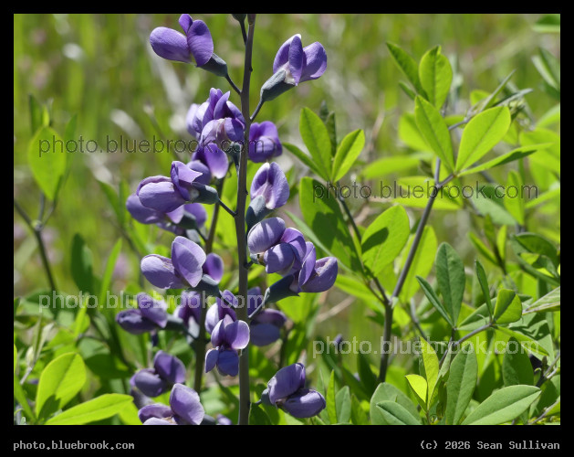 Purple Petals - Corvallis MT