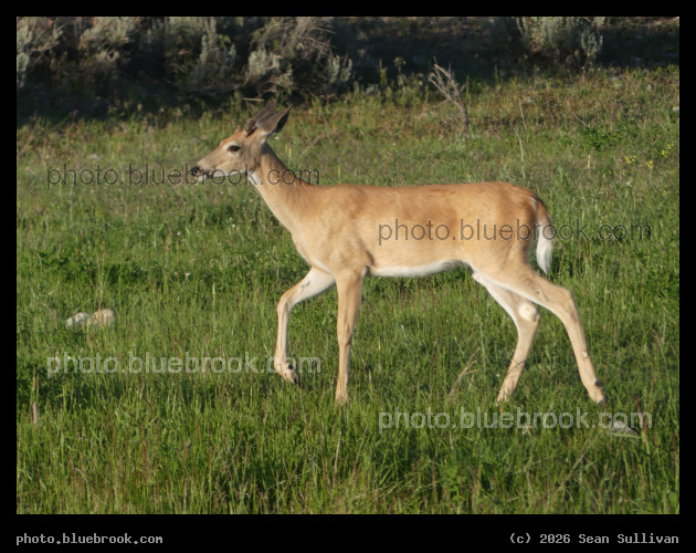 Young Buck - Corvallis MT